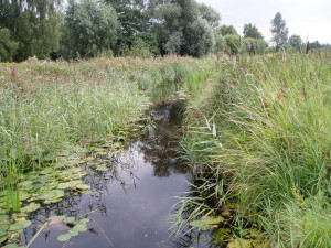 Wicken Fen