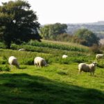 Sheep grazing