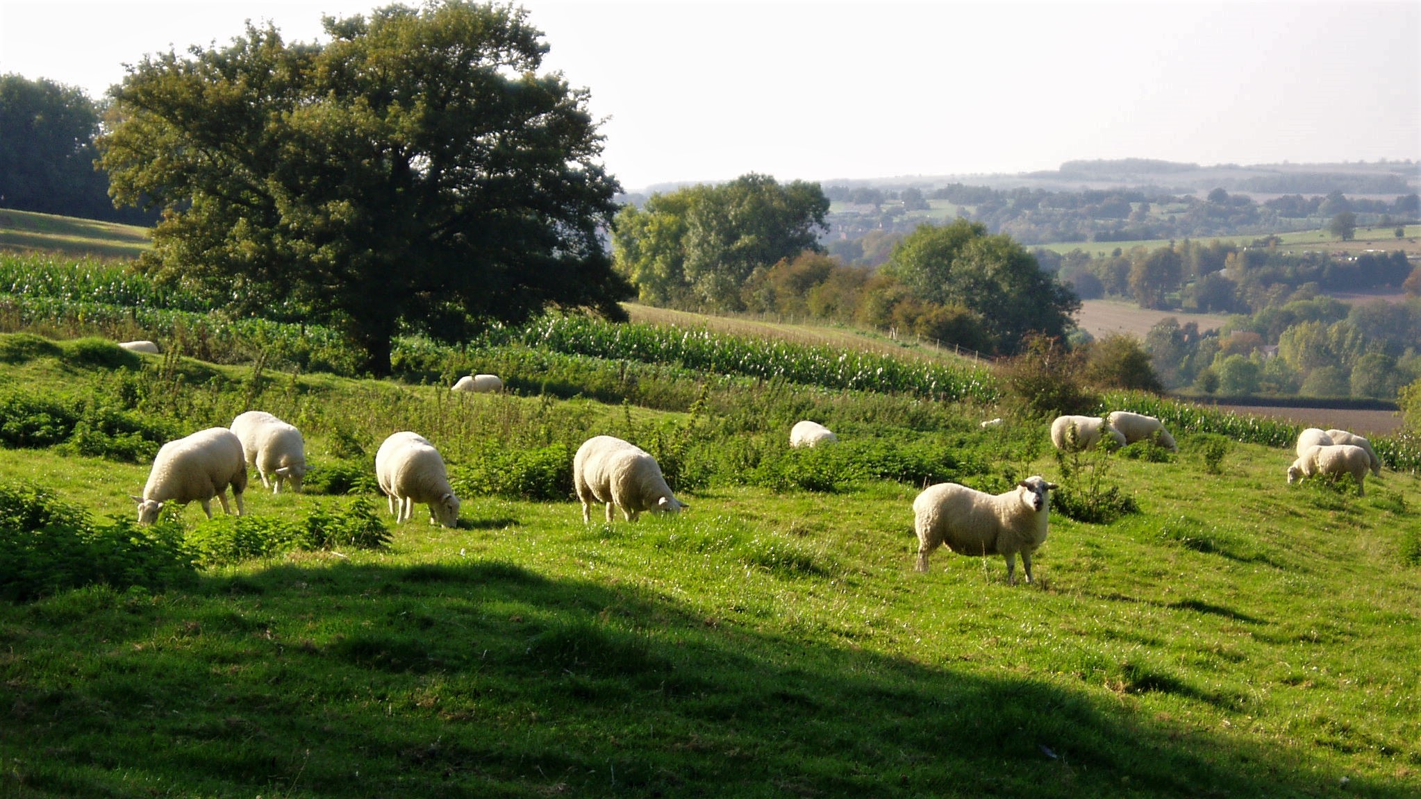 Sheep grazing